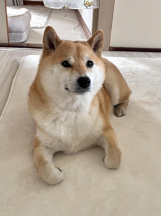 「おててないない」姿も可愛いふう太くん（画像提供：柴犬ふう太さん）