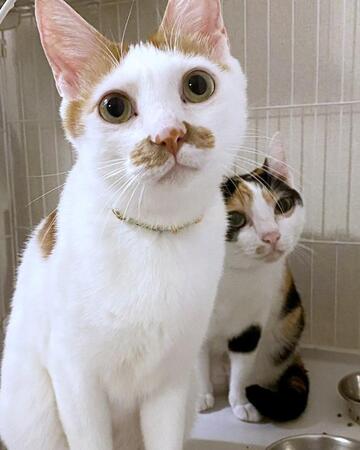 「かわいいねぇ」「いい子だねぇ」猫にかける言葉ランキングの第3位は? 急に辛辣に…共感と笑いの声続出「どこの家庭も一緒か(笑)」