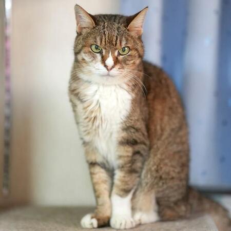 飼い主が亡くなり、引き取った息子が脳梗塞で倒れて… 保護して猫に伝えたときに見た「忘れられない反応」
