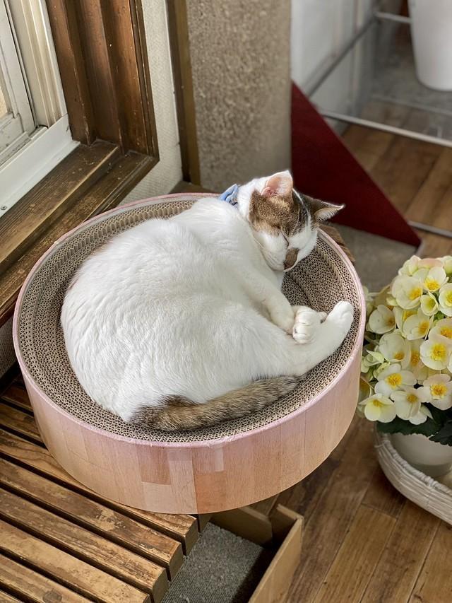 スヤァ…安心しきって眠る、ちびちゃん（画像提供：こもぎぎさん