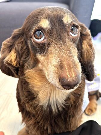 初めての添い寝に感動!元繁殖犬びびちゃんの成長物語に3.9万件のいいね 「幸せな記念日」「たまらん」「かわええ」