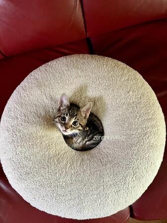 子猫の成長ビフォーアフター「こんなに大きくなったの?」 ドーナツクッションの穴にすっぽり→ぎゅうぎゅう!