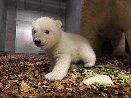 飼育数が減り続けるホッキョクグマ 横浜と仙台の動物園で赤ちゃんが誕生!「産まれるのも育つのも難しい」…“子育て”支える担当者の思い