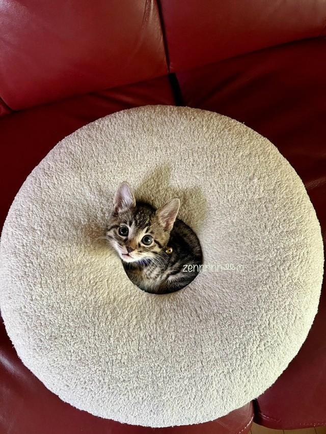 2024年6月4日撮影、生後2カ月半ころのぜんくん（画像提供：お母ちゃん こてつ ぜんさん）