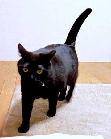 嬉しいのかな?名前を呼ばれるとプルプル震える黒猫にキュン 警戒心は強いけど人一倍甘えん坊