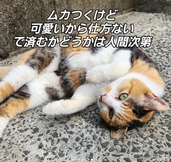 犯にゃんは、この子？（「なりりん」さん提供、Instagramよりキャプチャ撮影）