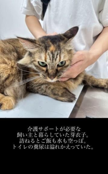 介護サポートが必要な飼い主から保護された芽衣子ちゃん（「Reef Knot（リーフノット）」さん提供、Instagramよりキャプチャ撮影）