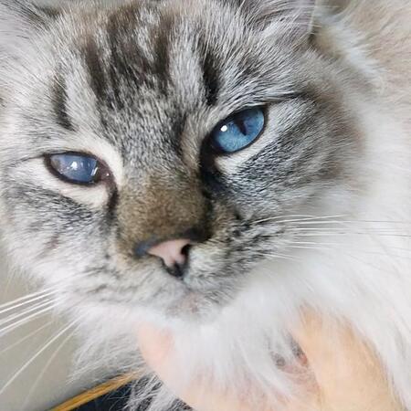 皮膚病で片目が濁ったラグドール子猫…でも「この子しかいない！」　娘の直感で決まった運命の出会い　お迎え初日から元気いっぱい♪