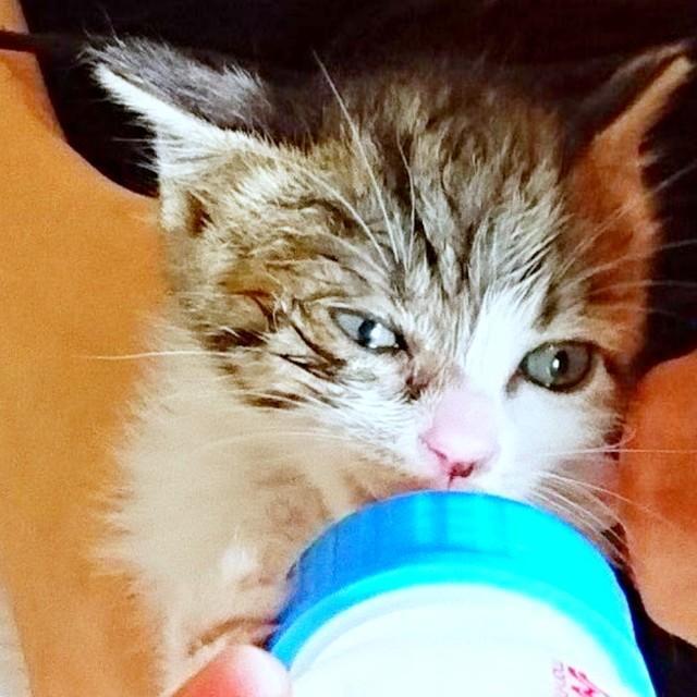 初めてミルクを与えたとき。懸命に飲むこむぎちゃん（画像提供：きのひとまるさん）