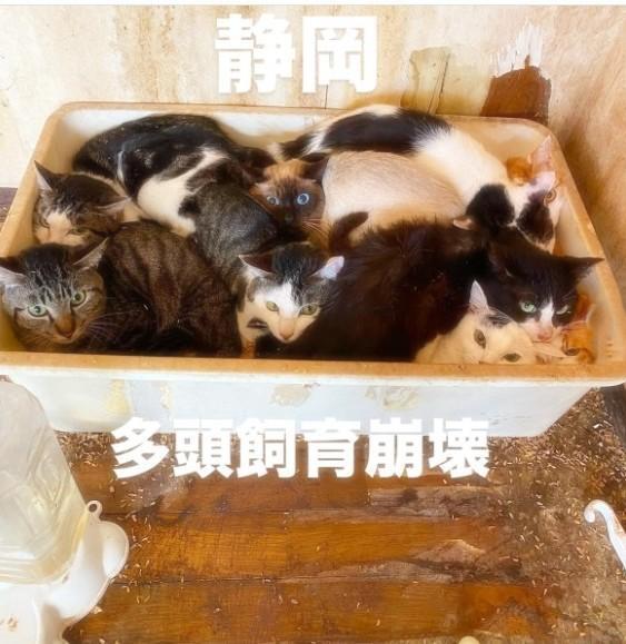 今月5日、静岡県内の住宅で猫の多頭飼育崩壊が起きていたことが分かった（「ねころび」さん提供、Instagramよりキャプチャ撮影）