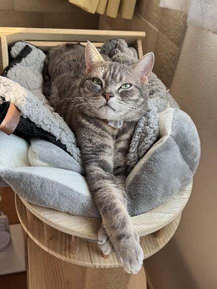 アメリカンショートヘアのソラくん