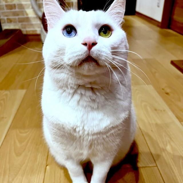 オッドアイが魅力のひとつ。すくすくと成長したぷぅちゃん（画像提供：masaru---menさん）