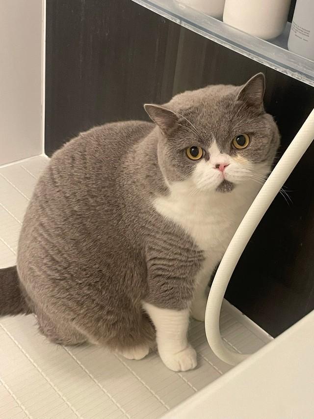 愛猫八海山くんに「ChatGPT」を使ったら…？（飼い主さん提供）