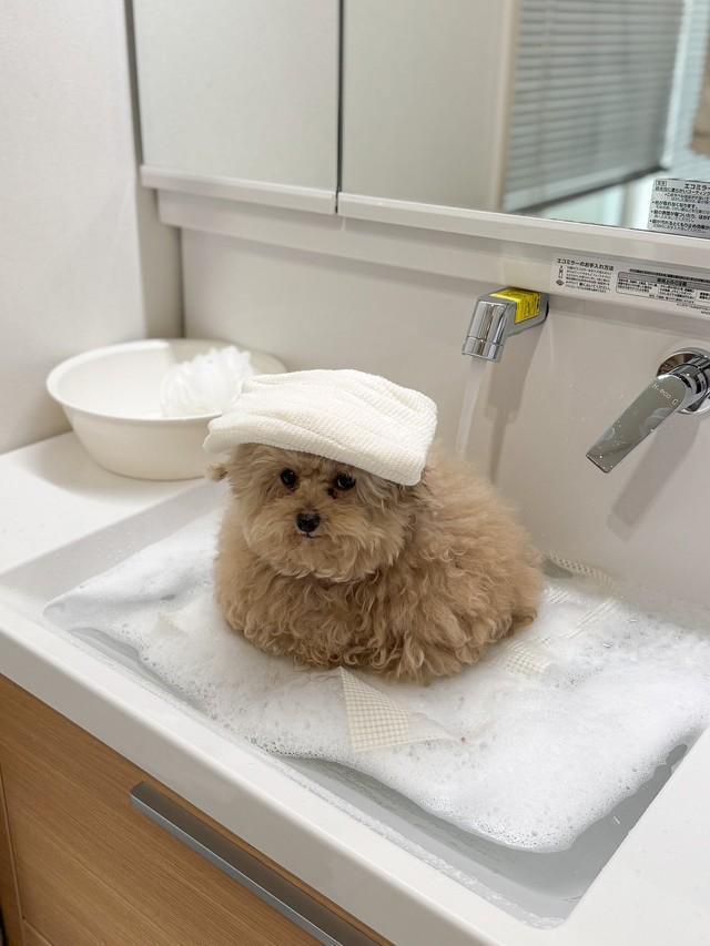 頭に白タオルをのせて入浴中～（画像提供：ごつもりプードルさん）