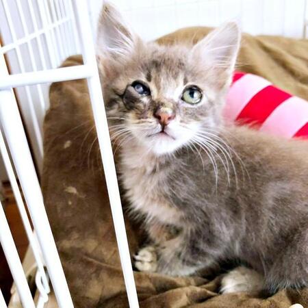 片目ふさがり、畑に投げ捨てられた子猫　ダックスフントが母猫代わりにお世話、心通じ合う仲に