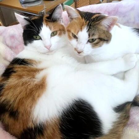 あの子の生まれ変わりかも…運命感じて2匹目の保護猫お迎え　虹の橋を渡った先住猫が結んでくれたご縁…仲良し姉妹に