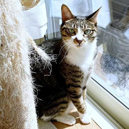 出会いは「シャーッ！」→足元すりすりの甘えん坊に　足先が白い「ソックスくん」「ただただ尊い」