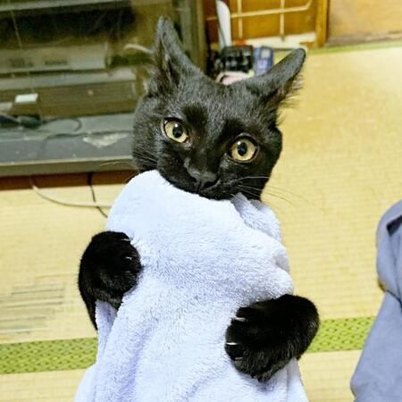 「いつかは黒猫」理想の子猫と出会い「運命では」保護主の腕傷だらけにした噛み癖→今は鼻チュー大好き「甘えん坊王子」