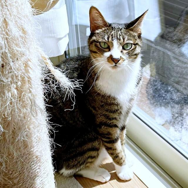 5歳、朝カーテンを開けてもらったソックスくん（画像提供：ソックスとビスケットさん）