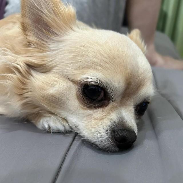 おりこうなチワワです。