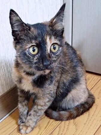 前足に大怪我を負った子猫、保護に失敗し「ごめんね」と落胆するも…　周囲の協力を得てようやく保護！お母さんっ子のおちゃめなレディに