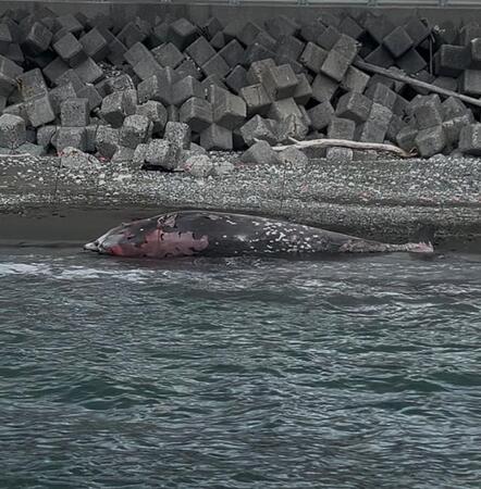 漂着したクジラ…胸ビレは盗まれ、刃物で名を彫ろうとした傷跡「こんな事は初めて」 実は、違法行為です