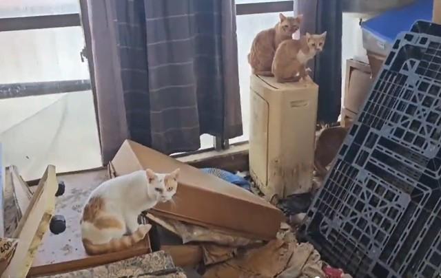 大阪で起きた猫の多頭飼育崩壊現場。玄関に1歩入っただけで悪臭がきつく、とても靴を脱いで入ることはできない劣悪な状態だった（本田さん提供、Xよりキャプチャ撮影）