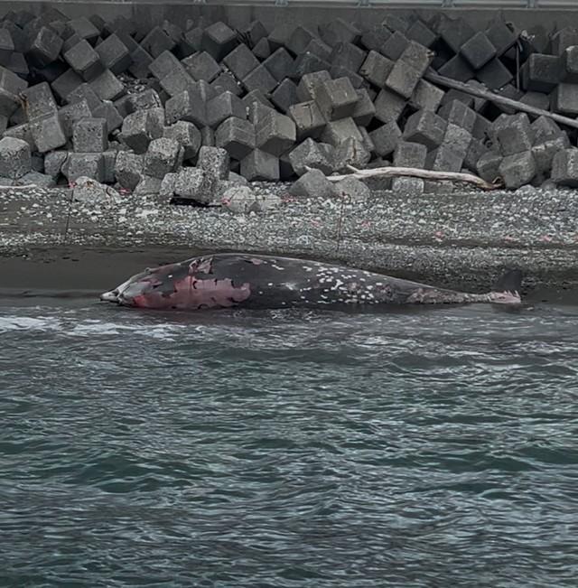 漂着した鯨に加えられた哀しい行為…（勇魚屋さん提供）