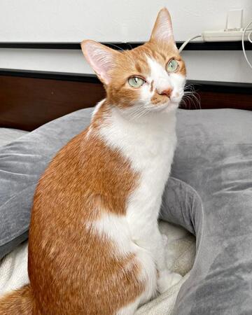 4歳_飼い主さんが寝ていたところで温まるビスケットくん（画像提供：ソックスとビスケットさん）