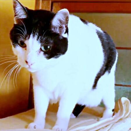 「ミッション：インポッシブル」ばりに引き戸を登っていく猫さん　5年前に虹の橋を渡ったシニア猫、生前のパワフルな姿が時を超えて話題に