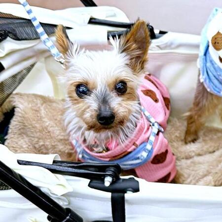 「保護犬って無料なんでしょ? 病気あるの?」公園で我が子に向けられた偏見の言葉… 「失礼極まりない」「信じられないです」共感続々