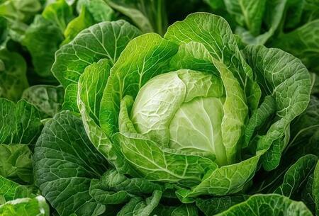 春キャベツ、「重い」or「軽い」どっちが美味しい？　JA全農が「見分け方」を解説
