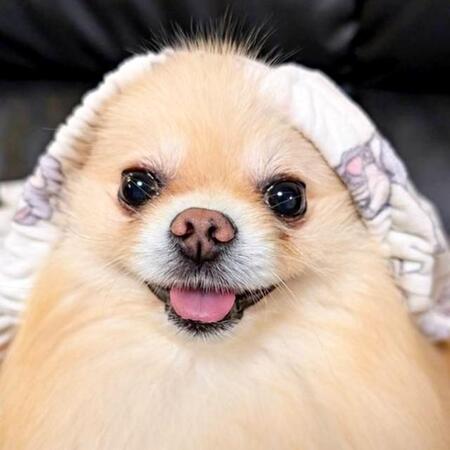 扉の隙間からじっ…「シャイニング」状態のポメラニアンが話題 「目がキマってる」「ポメニング…いやポメさんは見た?」