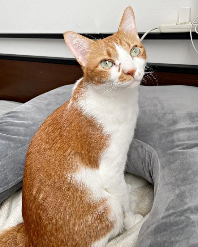 4歳_飼い主さんが寝ていたところで温まるビスケットくん（画像提供：ソックスとビスケットさん）