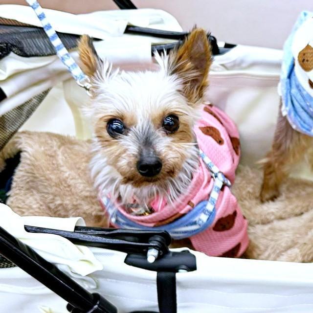 カートに乗ってお出かけ中の茉凜ちゃん（画像提供：ちゃーちゃんさん）