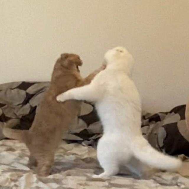 猫パンチが炸裂!（画像提供：もろとむく@まるかさん ※画像を一部トリミング）