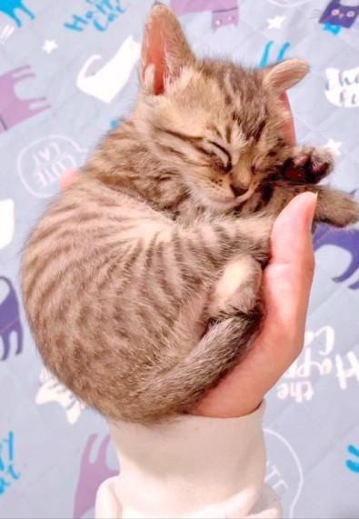 手のひらで眠る子猫が話題（三吉さん提供、動画よりキャプチャ撮影）