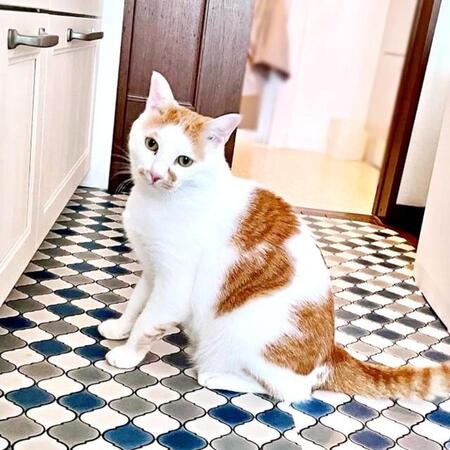 エプロンしたら「猫村さん」…?猫が引き出しをそっと開けて“鍋チェック” 「中に人が入ってそう」「在庫確認はお任せあれ、だね」