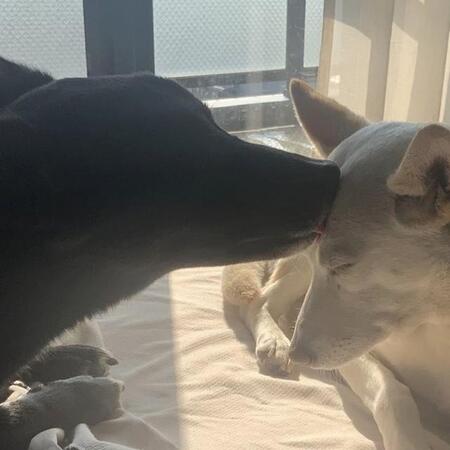 尊い…！（画像提供：白と黒のいぬさん ※画像を一部トリミング）