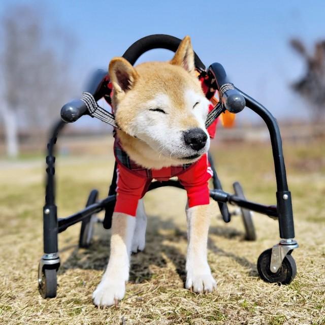 車椅子の柴犬に浴びせられた心無い言葉「16歳でこんなになっちゃったの