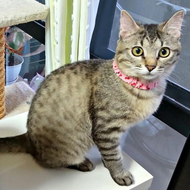 窓辺でニャルソックするよもぎちゃん（画像提供：きのひとまるさん）