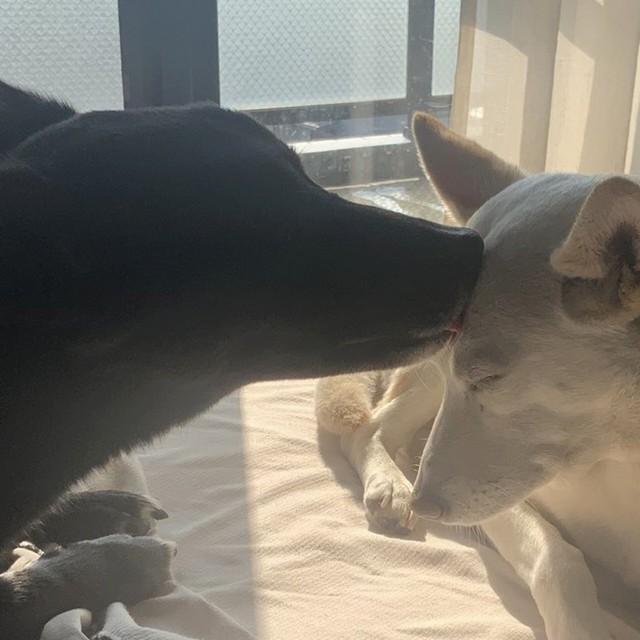 尊い…！（画像提供：白と黒のいぬさん ※画像を一部トリミング）