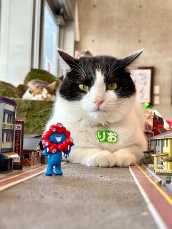 万博で盛り上がるGWの大阪ベイエリアで保護猫たちとたわむれてみませんか？　「ジオラマ×保護猫」個性豊かな猫たちに癒されるひととき