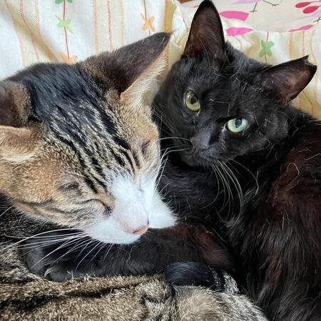 事故、放浪、親猫との別れ…異なる過去をもつ3匹の保護猫との日々　積み重ねてきた時間に思い馳せ…「うちの子になって良かったよね？」