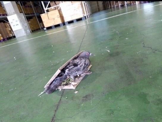 粘着シートに貼り付いたまま、天井から落ちてきたハト(「庶民と動物の会」提供)