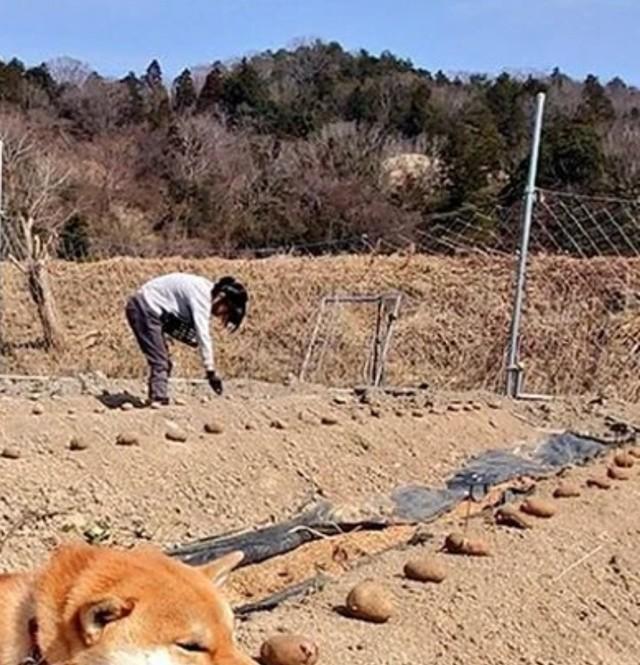 お子さんも手伝って種芋の植え付け（画像提供：柴犬が作る幻の赤いキウイさん）※一部トリミング