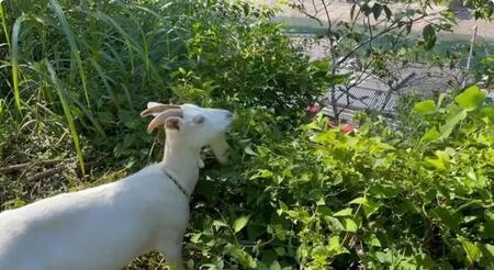 泥に埋もれた裏庭の池 澄んだ水を山から引いて再生 人口360人・高知の山村に移住 家族の奮闘動画が50万超再生