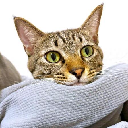 寒空の下、排泄物まみれで鳴いていた小さな小さな子猫　弱り切って食べる気力も…「命の瀬戸際」を救った飼い主に訪れた思いがけない幸せ