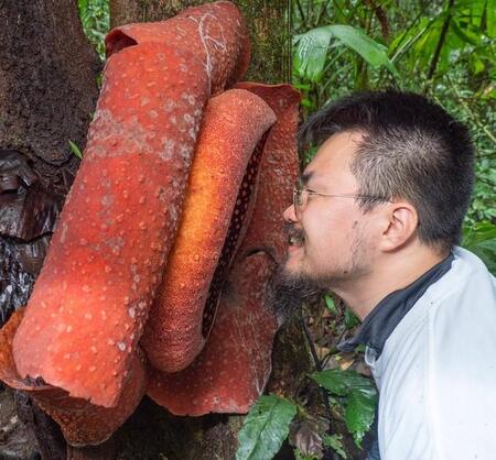 子どもの頃から憧れていたラフレシア…その匂いとは！？（いずれも外村康一郎さん提供）