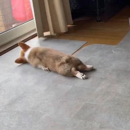 突然のスヤァ…（画像提供：レナままさん ※動画よりキャプチャ、画像を一部トリミング）